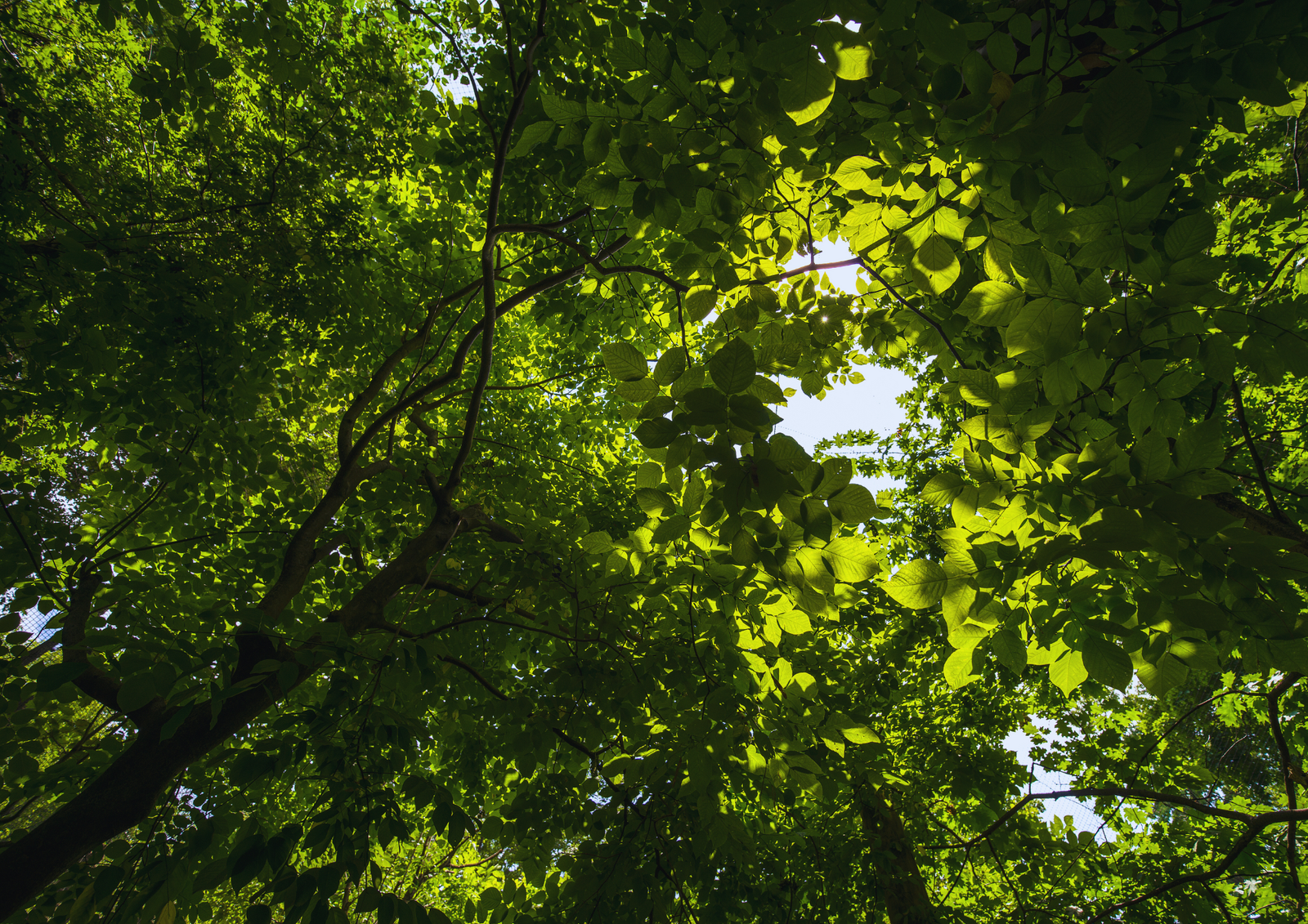 L'Environnement